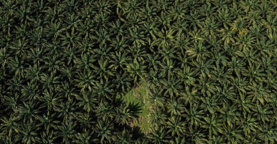 Los procesos contra productoras de palma en América Latina