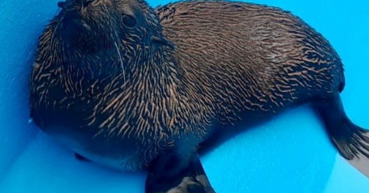 Mar del Plata: four sea lions were returned to the sea and rehabilitated