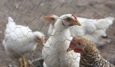 México detecta circulación de gripe aviar en granja de Nuevo León