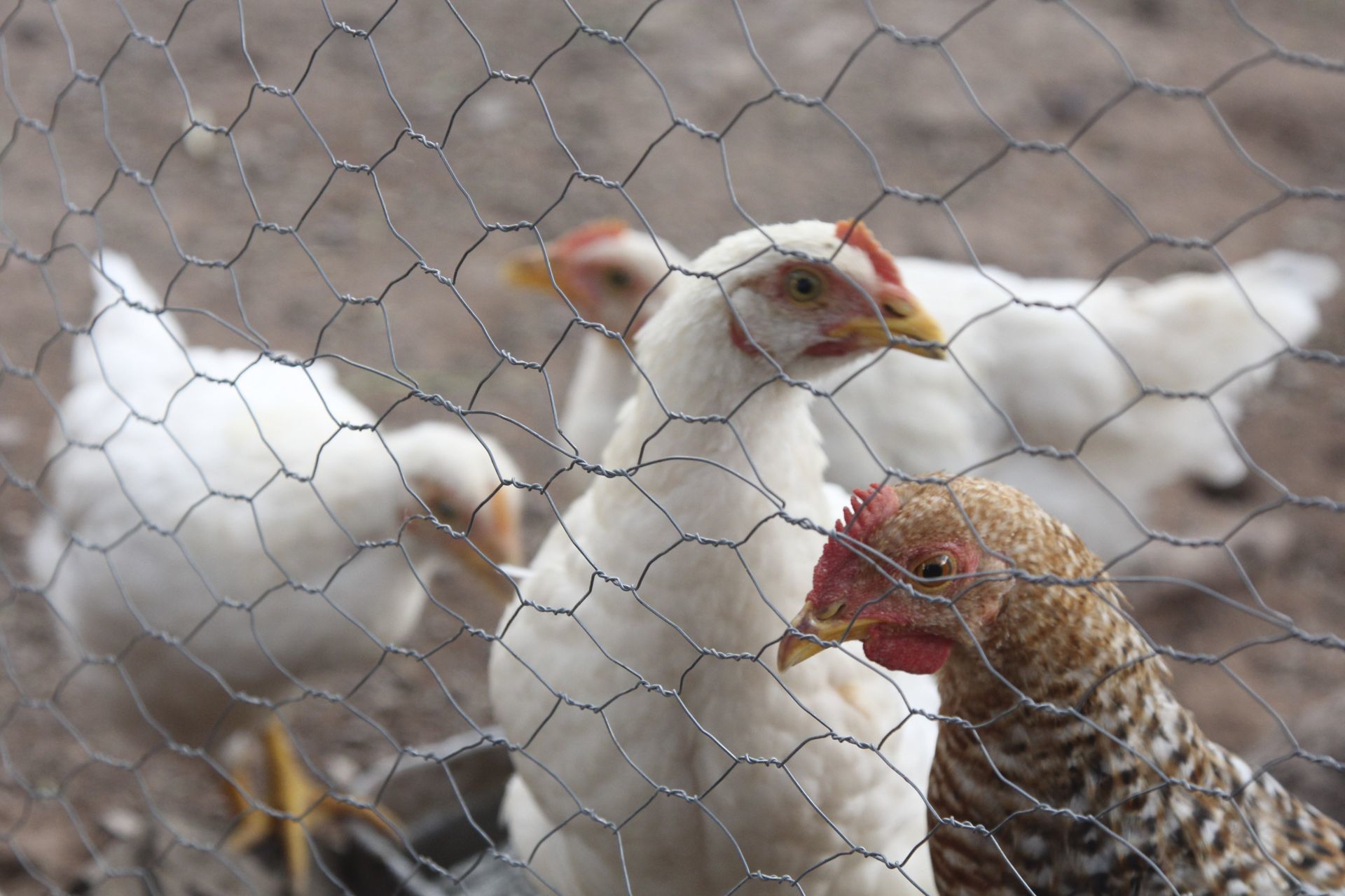 México detecta circulación de gripe aviar en granja de Nuevo León