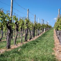 Ñuble Region: more than 70 wine SMEs in the Itata Valley will benefit from a Clean Production Agreement