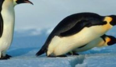 The emperor penguin is included in the list of species threatened by global warming