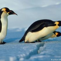 The emperor penguin is included in the list of species threatened by global warming