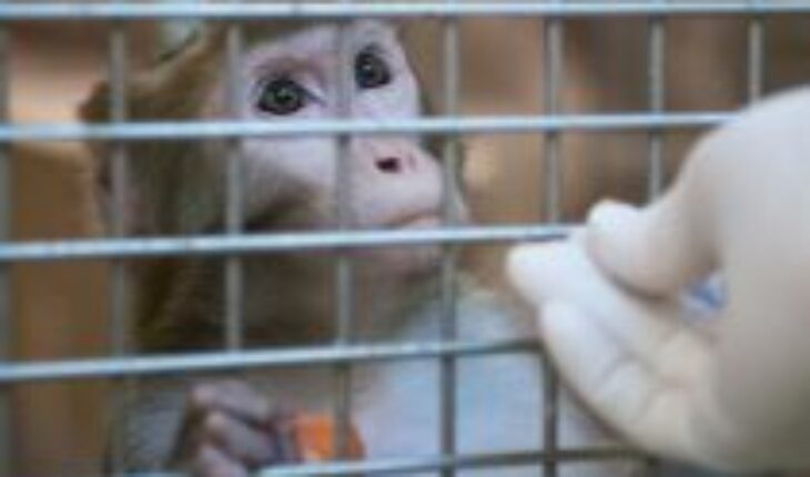 Controversial monkey study reignites debate over animal testing