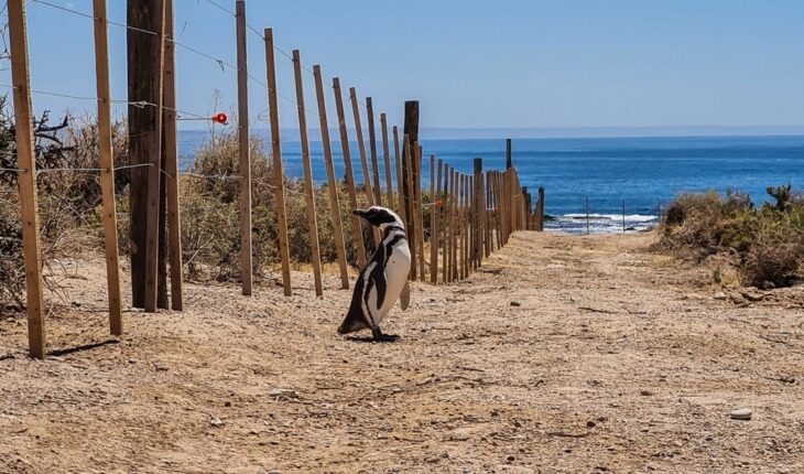 Criminal complaint filed for penguin ecocide in Chubut