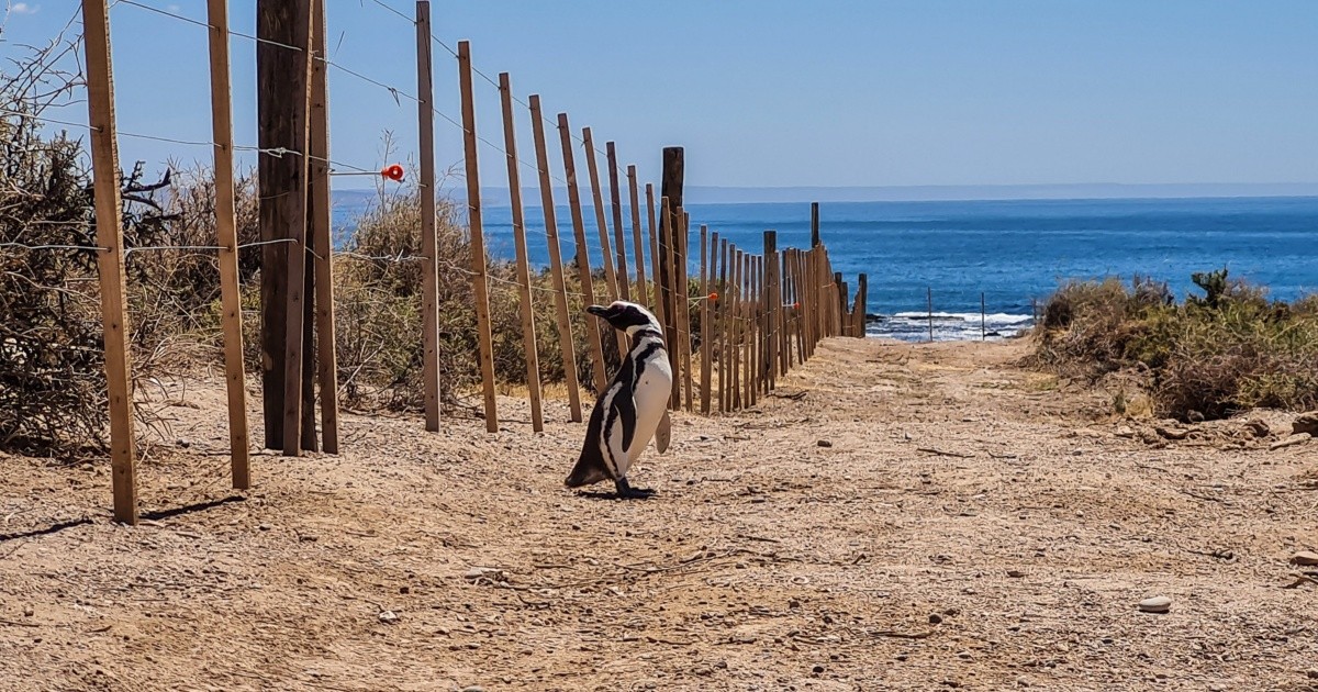 Criminal complaint filed for penguin ecocide in Chubut