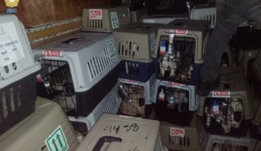 Recuperan a más de 200 perros procedentes de Colombia robados del AICM