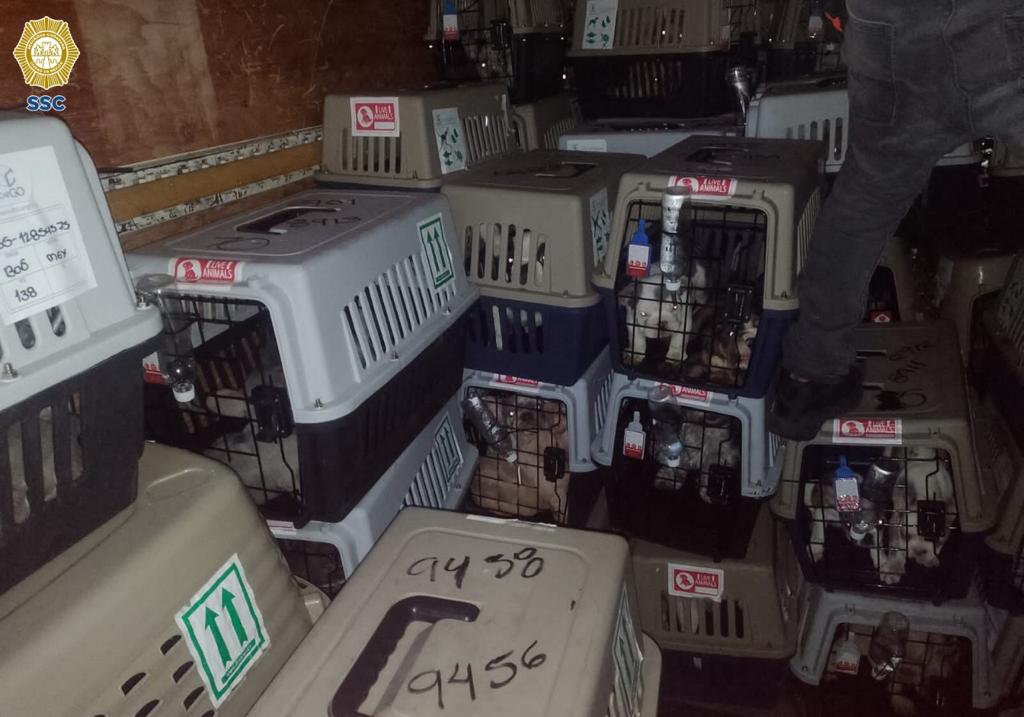 Recuperan a más de 200 perros procedentes de Colombia robados del AICM