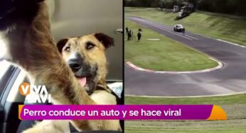 Video: Perrito se vuelve viral por conducir auto | Vivalavi