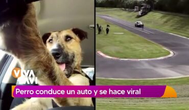 Video: Perrito se vuelve viral por conducir auto | Vivalavi