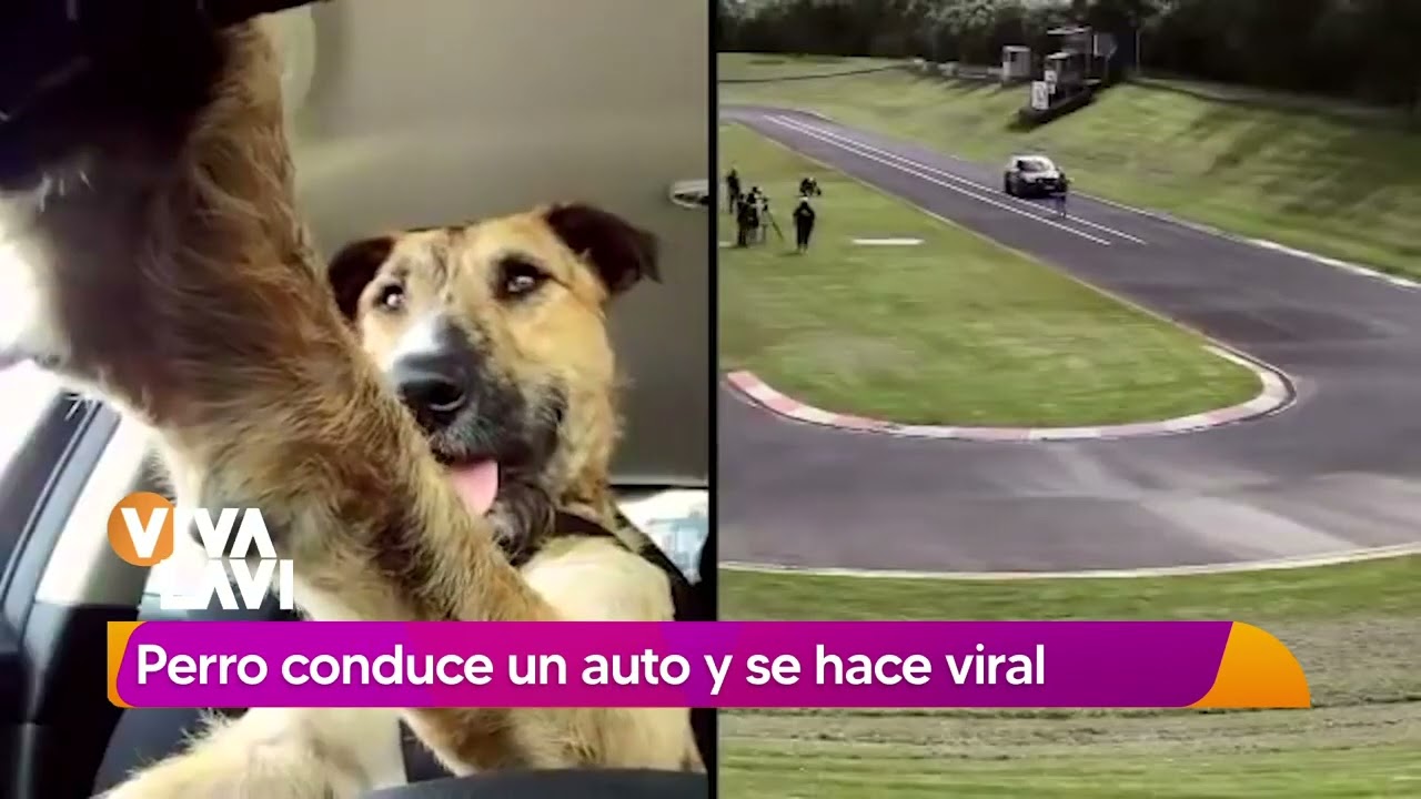 Perrito se vuelve viral por conducir auto | Vivalavi