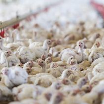 WHO confirms the first two cases of avian influenza in humans in Spain