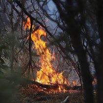 Forest fires: Onemi reports that six communes are on Red Alert and there are 9 incidents that remain in combat