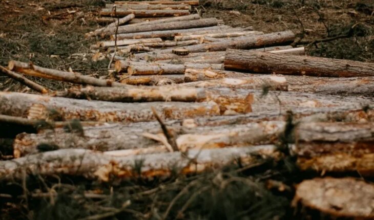 La Unión Europea prohibirá las importaciones de productos que provengan de deforestación