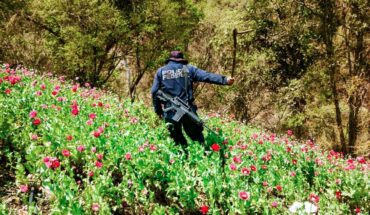 Poppy cultivation in Mexico increases 12% between 2019 and 2020