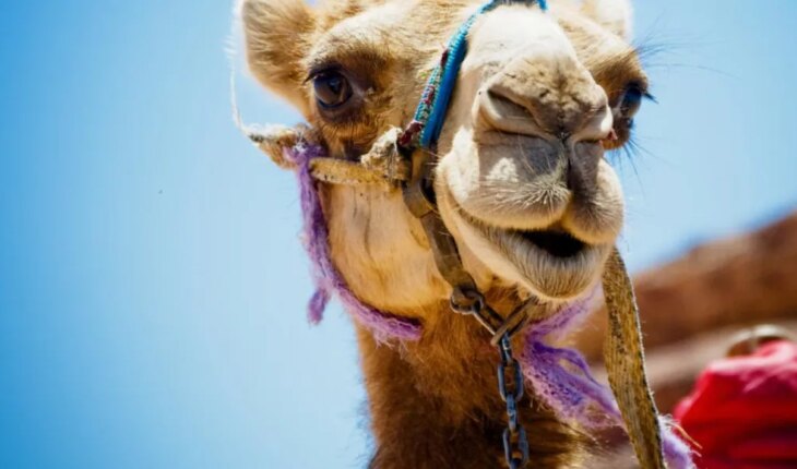 Qué es el “virus del camello” que preocupa a Francia de cara a la final del Mundial