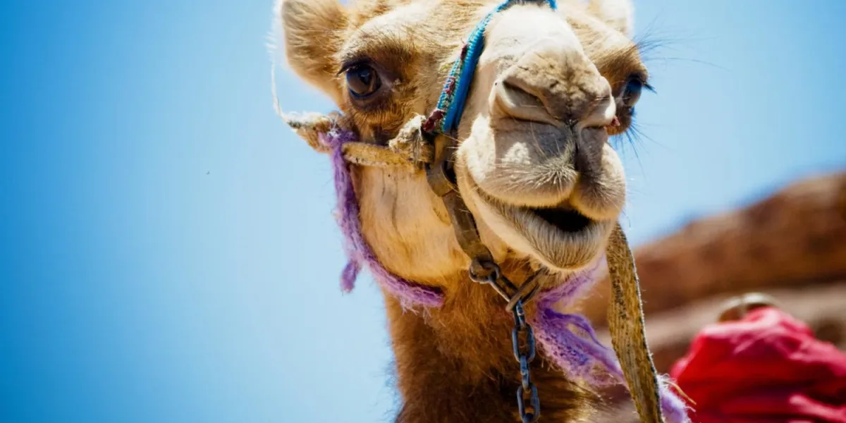 Qué es el "virus del camello" que preocupa a Francia de cara a la final del Mundial