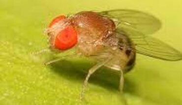 Scientists at the University of Valparaiso use the vinegar fly to study genes linked to autism