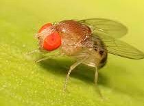 Scientists at the University of Valparaiso use the vinegar fly to study genes linked to autism