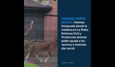 Video: CUIDADO, CIERVO SUELTO: Defensa Civil y Protección Animal intentan dar con el animal en La Plata