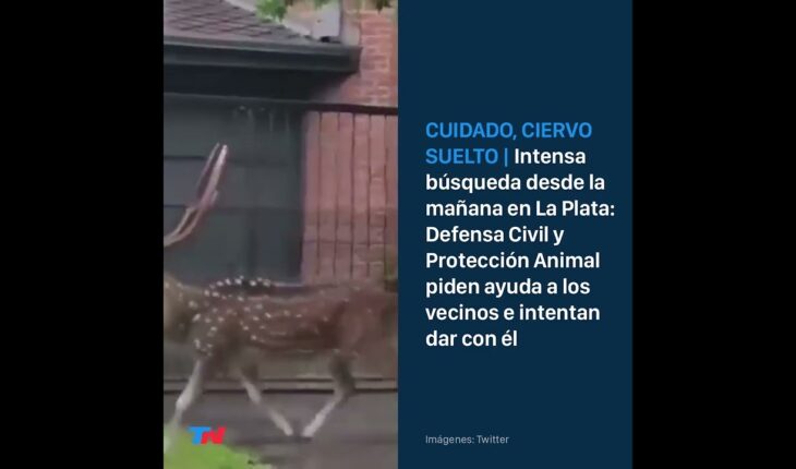 Video: CUIDADO, CIERVO SUELTO: Defensa Civil y Protección Animal intentan dar con el animal en La Plata