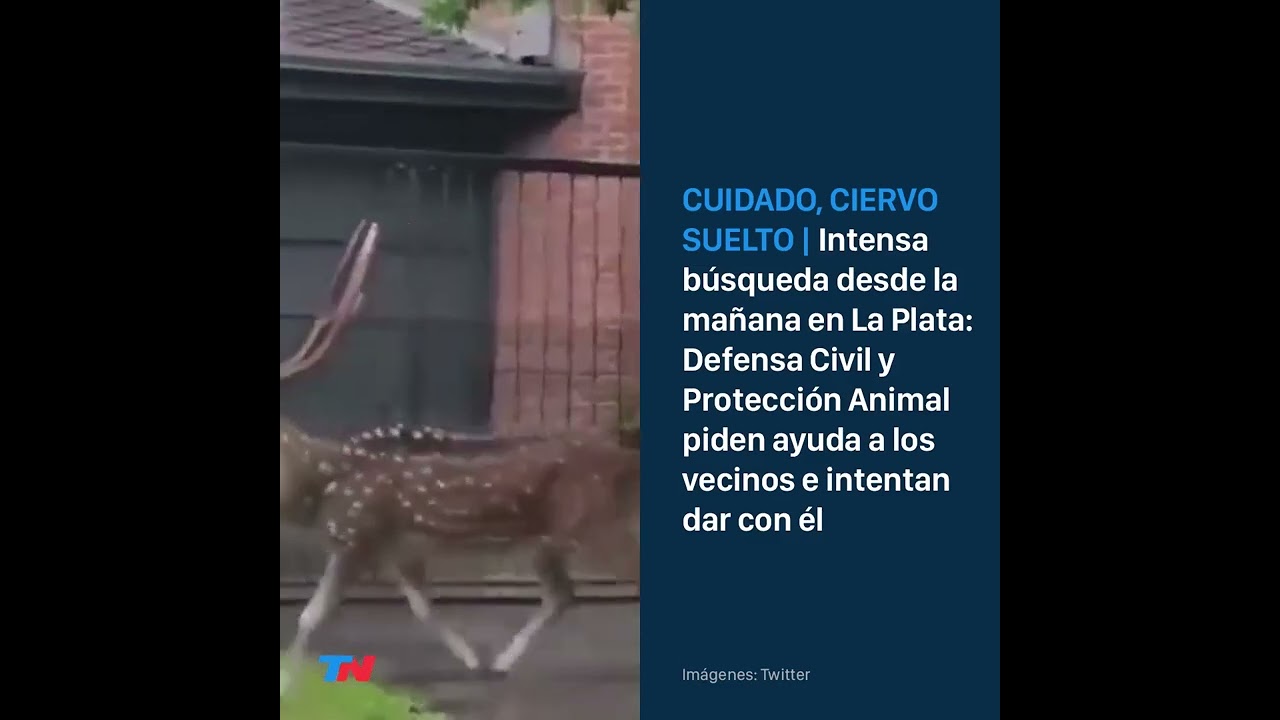 CUIDADO, CIERVO SUELTO: Defensa Civil y Protección Animal intentan dar con el animal en La Plata