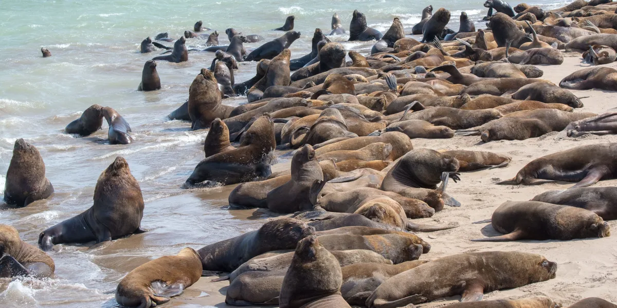 Alentador: se recupera la población de lobos marinos en la costa patagónica
