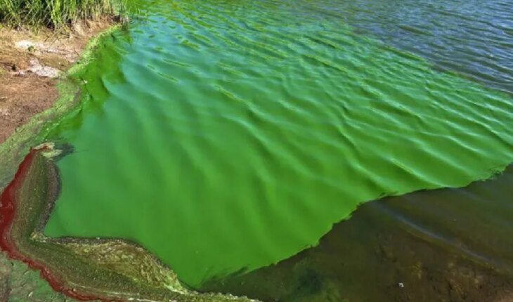 Alert levels for cyanobacteria rise in spas of the Río de la Plata and Buenos Aires lagoons
