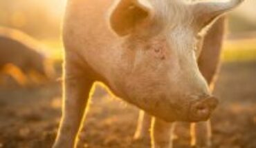 Chile’s first odour standard is announced: it regulates emissions from the pig sector