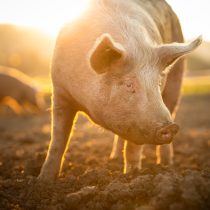 Chile's first odour standard is announced: it regulates emissions from the pig sector