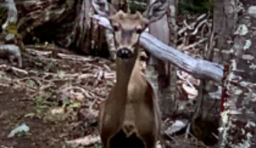 Conaf shares historical sighting of a huemul in the Magallanes National Reserve