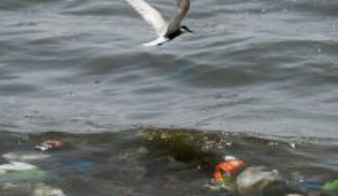 Desechos tóxicos: la basura mundial que ataca al planeta