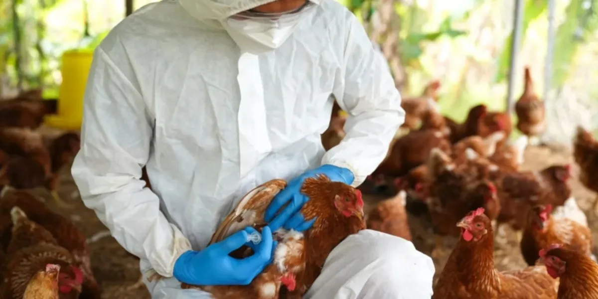 Emergencia sanitaria por gripe aviar: las medidas que tomará el gobierno