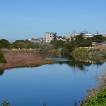 Environmental Court orders the Ministry of the Environment to redelimit area of the urban wetland Los Molles
