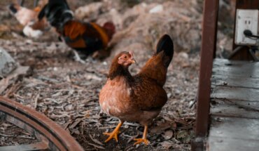 Health emergency declared before the detection of a case of avian influenza in Jujuy: the recommendations