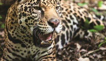 Parques Nacionales será querellante en la causa que investiga la caza de un yaguareté en Formosa