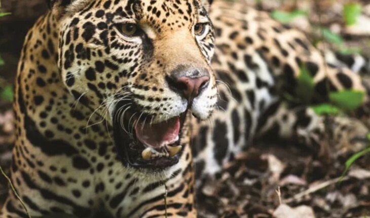 Parques Nacionales será querellante en la causa que investiga la caza de un yaguareté en Formosa