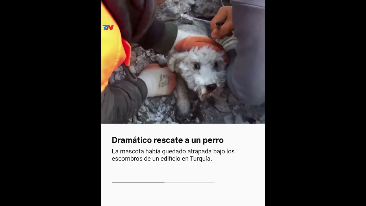 Así fue el rescate de un perro que había quedado atrapado en medio de escombros en Turquía I #Shorts