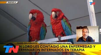 Video: “Gripe del loro” o Psitacosis: En Rafaela se contagiaron cuatro personas y el ave que murió.