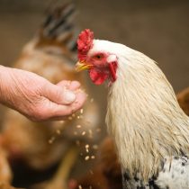 Avian influenza: Recommendations for controlling virus infection