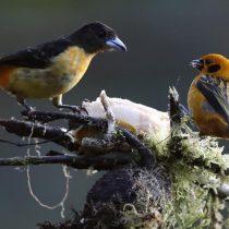 Cali, un paraíso para los amantes de las aves en el suroeste de Colombia