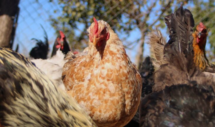 Confirman primer caso de humano con gripe aviar en Chile — Rock&Pop