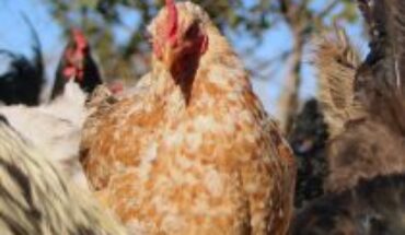 Gremios avícolas coinciden con Agricultura y afirman que precios no deberían aumentar debido a gripe aviar