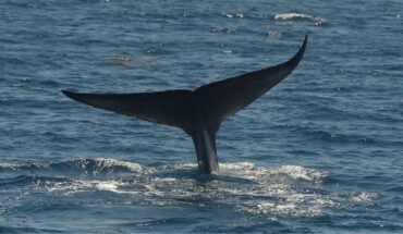La increíble historia de una ballena nombrada en honor a un ambientalista chileno — Rock&Pop