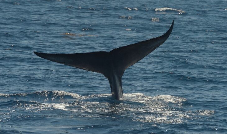La increíble historia de una ballena nombrada en honor a un ambientalista chileno — Rock&Pop