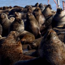 Mass deaths of sea lions and birds from bird flu raises concerns about possible impact on ecosystem