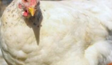 SAG confirms first case of avian influenza in the Metropolitan Region