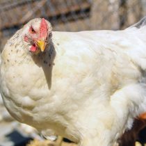 SAG confirms first case of avian influenza in the Metropolitan Region
