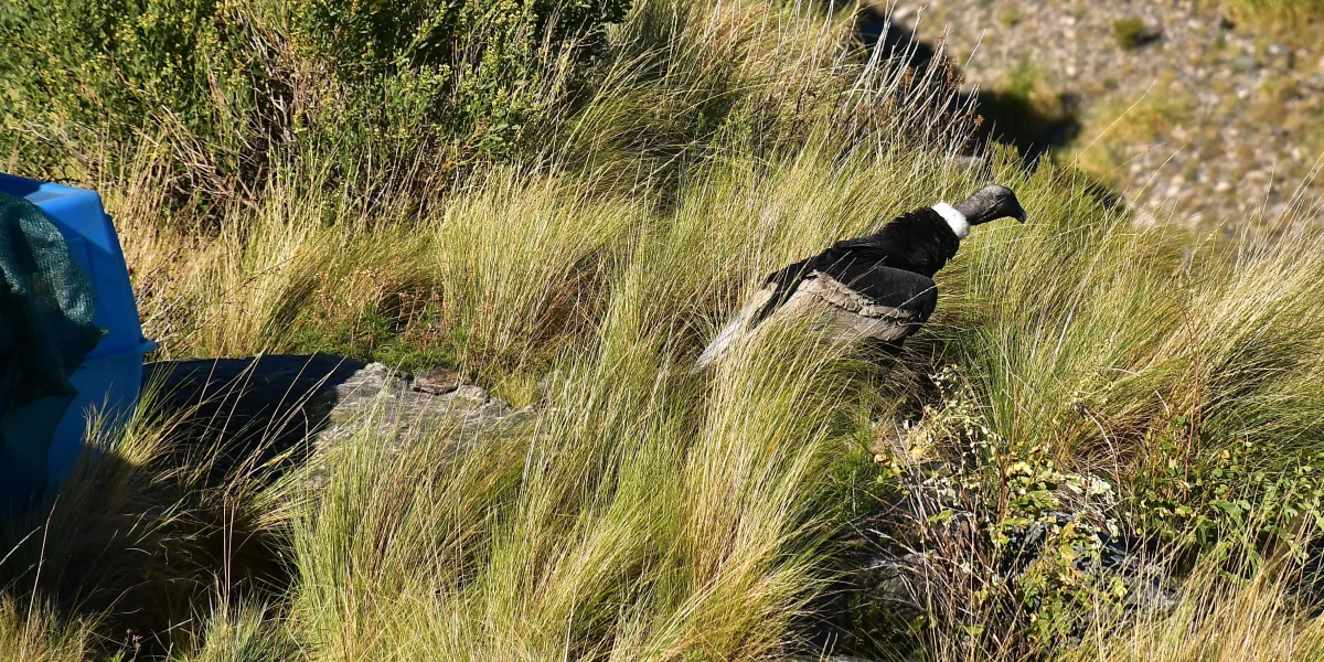 San Luis: a female Andean condor was released