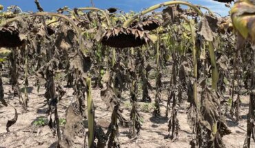 Sequía: el Servicio Meteorológico Nacional anunció el fin de La Niña